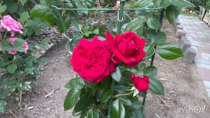 Розы 1 июля 2024🌹🌹🌹Амур де Молен, Чандос Бьюти, Республика де Монмартр,Мунстоун, Миранди #розы #лет