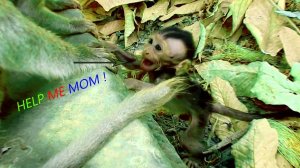 Baby Delena Get angry With Dee Dee, Cry Loudly For Mom Help To Pick Up, Baby Can't climb up,Failed