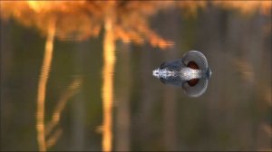 Дикая природа Скандинавии (2011) 3  Швеция ⁄ Sweden 1080p