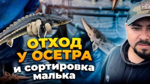 Отход у осетра и сортировка малька