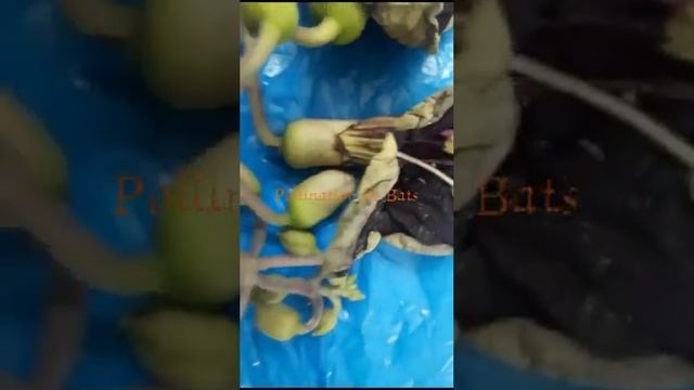 Pollination by bats🦇 смотреть онлайн