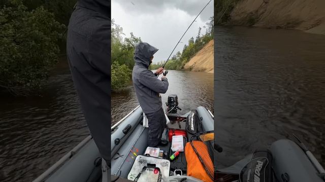 Coho salmon, Sakhalin #fishing #рыбалка #spinning #кижуч смотреть онлайн