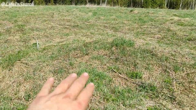 В лесной деревне МНОГО монет. Коп поиск монет 2024