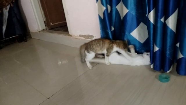 Cute Kittens Playing, Fighting and  naphthalene balls. funny cat reaction...All in one Show 😂😂😂