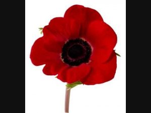 Remembrance Day