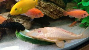 Плекостомус альбинос