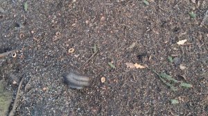 15 ноября 2024 Елагин остров,голодные и запасливые белки.