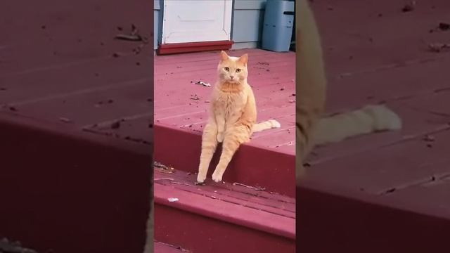 Невыносимая лёгкость бытия