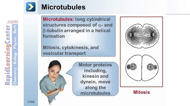 Rapid Learning: Cell Biology - Cellular Structure and Function смотреть онлайн