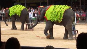 Слоны танцуют под Gangnam Style