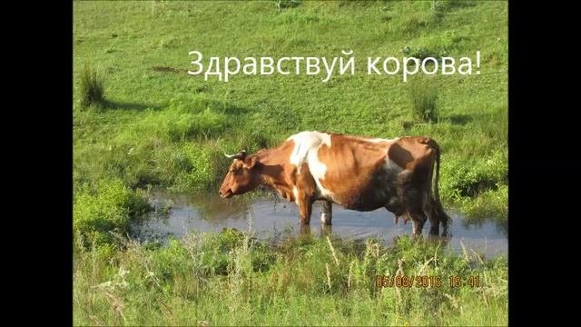 Спиваковка