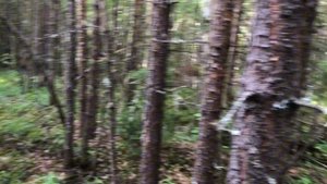 Жизнь на севере. Собираем грибы в лесу. Жарим грибочки. Поспевает малинка.