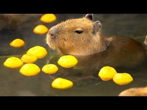 ИСТОРИЯ СУПЕР АМОГУСА   3 ЧАСТЬ