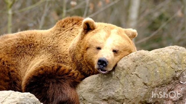 Познавательное развитие в средней группе 