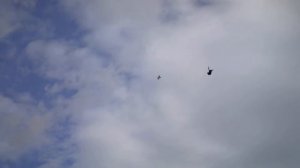 Бойные голуби КАЗАХСТАНА.Гребля на посадке . Не плохой  рабочий  момент посадки.