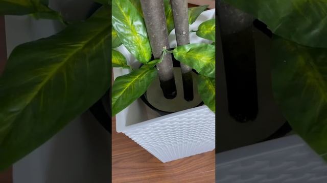 лимон в квадратном кашпо смотреть онлайн