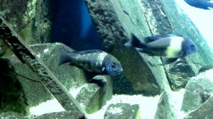 Трофеус звёздчатый. Нерест. Rybac.