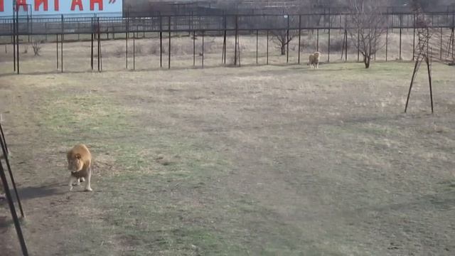 Рома и Рыжик с подружкой смотреть онлайн