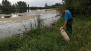 охотничьи собаки породы золотистый ретривер на охоте подача битой птицы