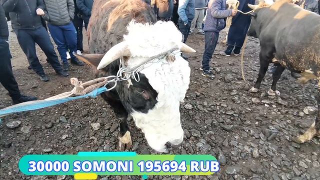 молбозори калон пахтаобод нархи букаи 30000 сомона шок 16.02.20
