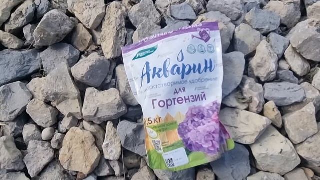 Чем подкормить метельчатую гортензию летом для обильного цветения? смотреть онлайн