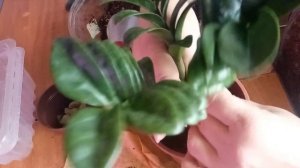 🌿Посадка. Размножение замиокулькаса Зензи.💚 📌Начинаю эксперемент 26.07.24г.❗