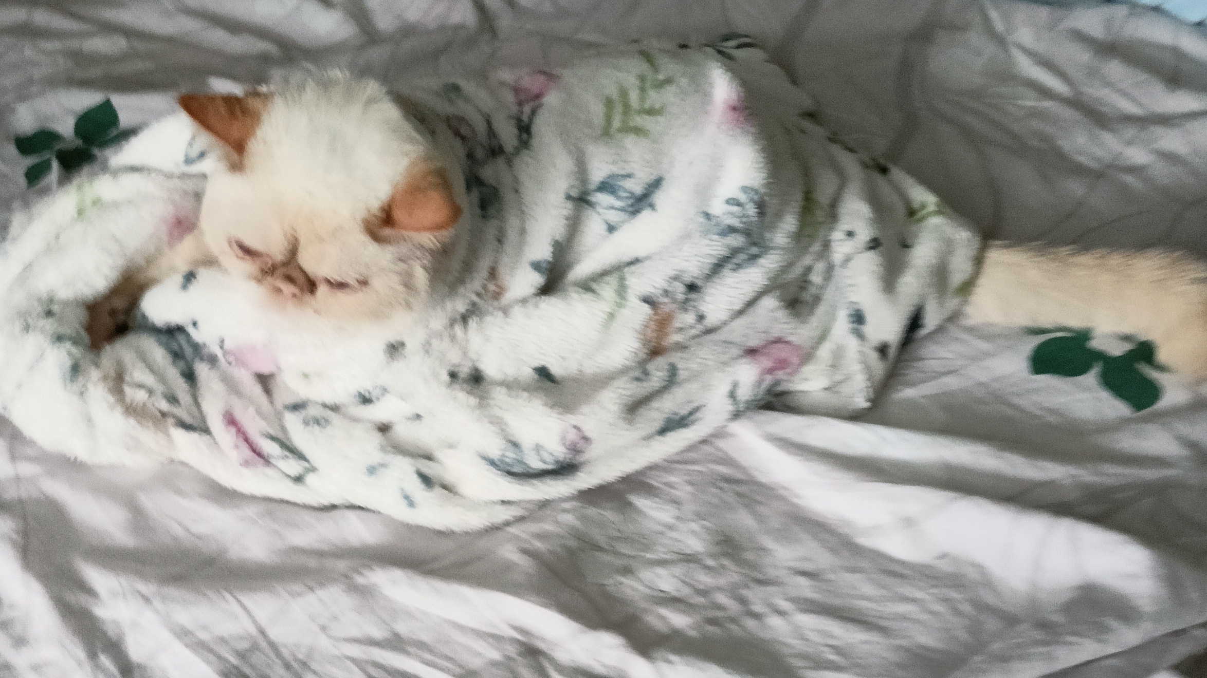 кот безобразник