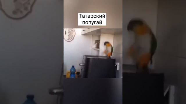 Татарский попугай