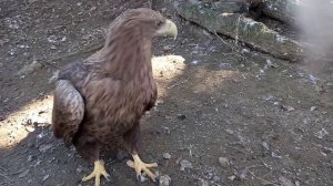 Львовский экоцентр. Орлан-белохвост
