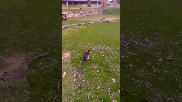 #Australia #quokka #wa смотреть онлайн