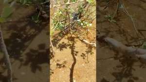 Змеи плавают