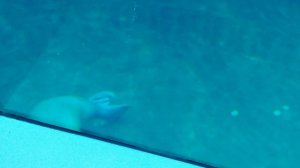 Московский зоопарк. Тихоокеанский морж.