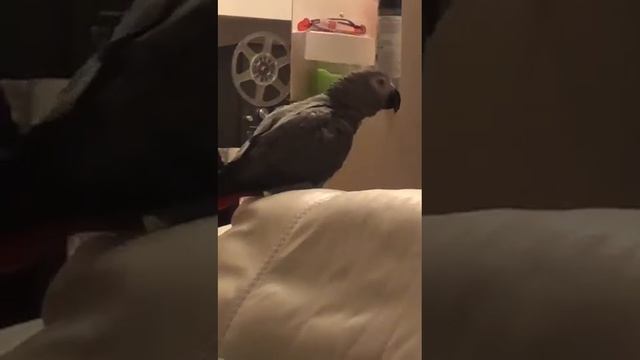 Попугай Жако Клёпа и Пинк Флойд - Jacko Klepa Parrot and Pink floyd the Wall смотреть онлайн