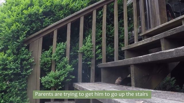 Indigo Bunting, Rose-Breasted Grosbeak & More | April 24, 2022 Sunday Morning Birds смотреть онлайн