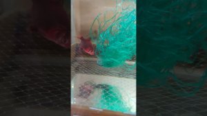 Нерест мшыстых барбусов