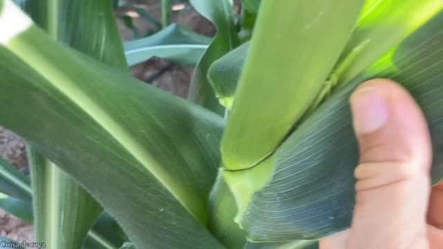 Tenha milho verde toda semana o ano todo com essa técnica / escalonado смотреть онлайн