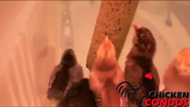Chick Stick Treats for Chickens from Chicken Condos