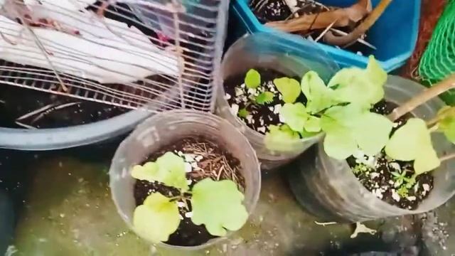 UPDATE FOR MY ⏯️▶️☘️🌵 TURMERIC PLANTS смотреть онлайн