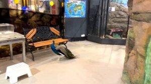 КОНТАКТНЫЙ ЗООПАРК! РАЗВЛЕЧЕНИЕ ДЛЯ  ДЕТЕЙ В МОСКВЕ! ТЦ КУНЦЕВО ПЛАЗА!