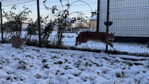 РЫСИ РАДУЮТСЯ ПЕРВОМУ СНЕГУ / Еноты устроили погром