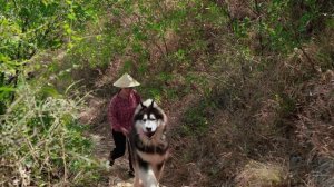 丁香、酸李子、滇橄榄,这些山里的果子你们吃过吗?【滇西小哥】