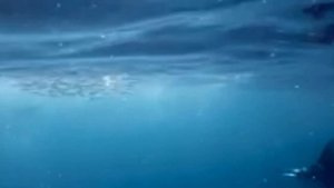 Жизнь под водой