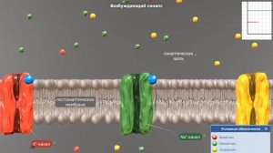 Передача нервного импульса