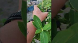 Саженцы канадской жимолости порадовали ягодой!) Бореал Бист, Бьюти, Индиго Джем, Близзард!