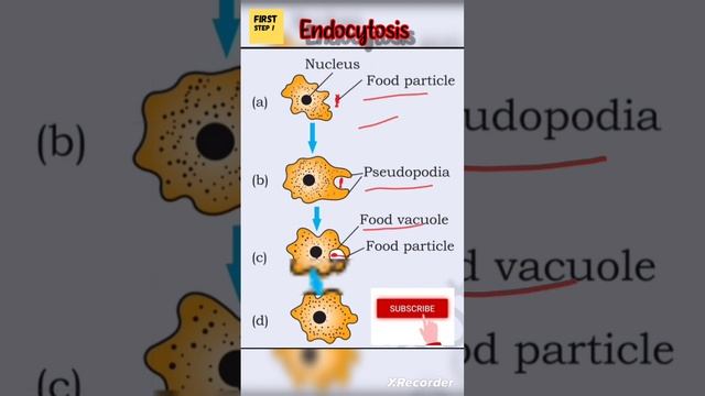 endocytosis #boardexam2024 #class10science