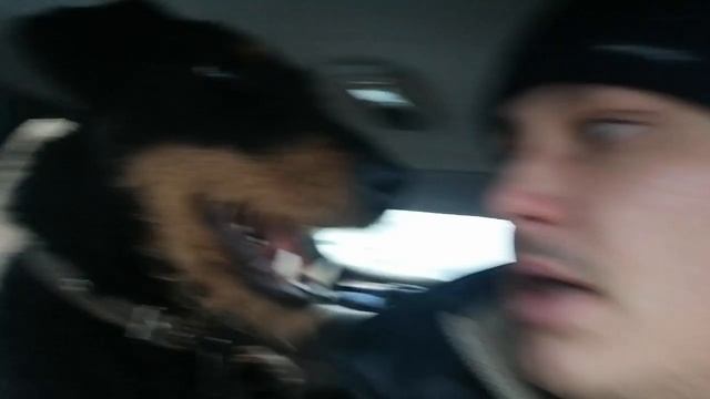 Немецкий ягдтерьер разговаривает)