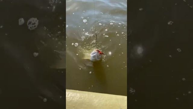 Рыбалка в астраханской области ! #астрахань #астраханскаяобласть #fishing #рыбалка #врек #природа