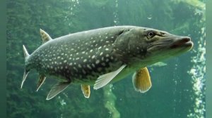 Щука - интересные факты