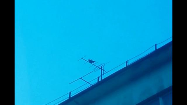 Июльские рейды (ч. 7-микс КХ+беседы о ж. поле) смотреть онлайн