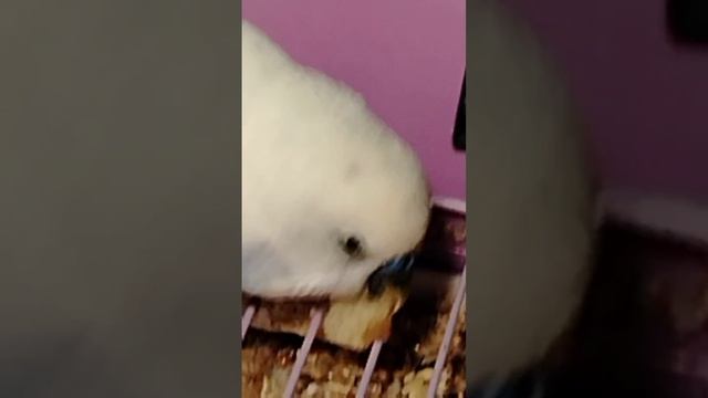 Кай кушает булочку